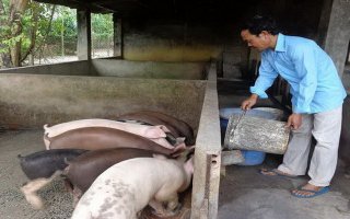 Chuyển dịch từ chăn nuôi nhỏ lẻ sang quy mô trang trại, đảm bảo an toàn sinh học