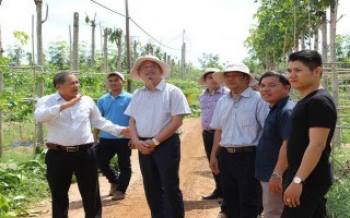Tân Biên: Triển khai sản xuất theo quy trình thực hành nông nghiệp tốt gắn với tiêu thụ sản phẩm