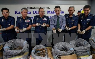 Malaysia tịch thu hơn 700kg vảy tê tê trị giá tới 2,1 triệu USD
