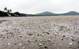 Nghêu chết hàng loạt ở Kiên Giang