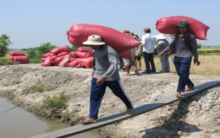 Vác lúa- Nghề không dễ làm