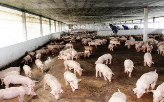 Tây Ninh: Mỗi ngày tiêu thụ được trên 2.000 con heo thịt cho nông dân