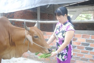 Không thể buông xuôi