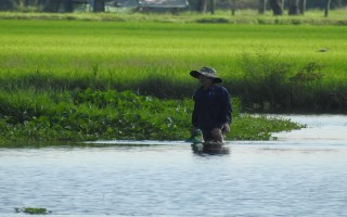 Đã có phương án giải quyết vấn đề ngập úng ở cánh đồng Bàu Tham Vô