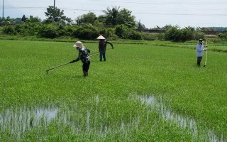 Dự kiến triển khai đầu tư khu sản xuất lúa giống cấp nguyên chủng