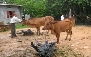 Tân Biên: Tiêm vắc xin phòng chống dịch bệnh cho đàn gia súc, gia cầm