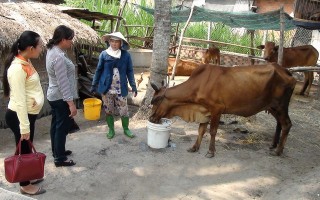 Vay vốn chăn nuôi bò sinh sản, thoát nghèo bền vững