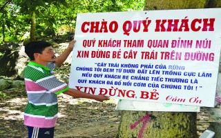 Chủ vườn trên núi bức xúc chuyện du khách bẻ trái, phá cây