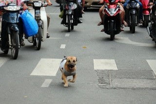 Tình trạng chó thả rông bao giờ chấm dứt ?