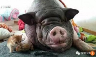 Gia đình Trung Quốc chuyển nhà 6 lần vì lợn cưng