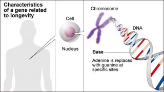 Nhật Bản phát hiện gien giúp sống lâu hơn