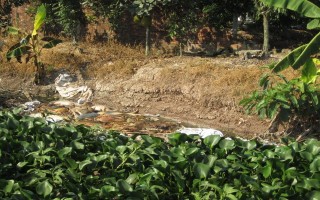 Hưng Yên: Hàng trăm con lợn chết vứt trên kênh gây ô nhiễm môi trường