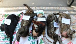 Bắt giữ xe chở năm cá thể vọc, khỉ từ Lào về bán