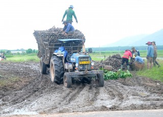 Thu hoạch mì chạy ngập