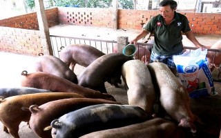 UBND tỉnh: Phê duyệt Đề án Phát triển chăn nuôi heo đến năm 2020