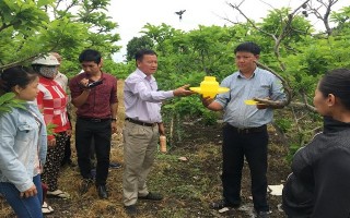 Trung tâm Khuyến nông tỉnh: Phát động nông dân phòng trừ ruồi đục trái gây hại mãng cầu