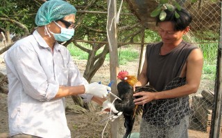 Tăng cường phòng chống dịch bệnh trên đàn gia súc, gia cầm