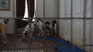 84 con chó khổng lồ bị nhốt trong biệt thự siêu bẩn ở Mỹ