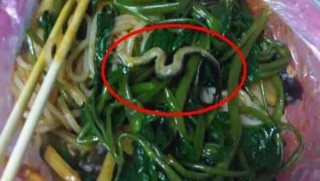 Nhà hàng Trung Quốc đóng cửa vì rắn bò vào đồ ăn