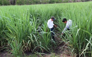 Tây Ninh: Diện tích trồng mía tăng gần 4.000 ha