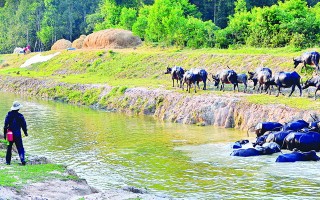 Tuổi thơ đi hái măng rừng