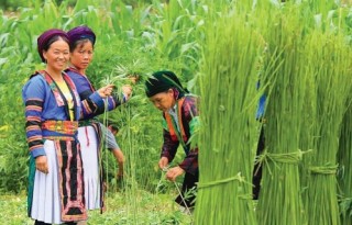 Cây lanh- biểu tượng văn hoá người Mông