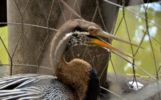 Bắt được chim cổ rắn cực kì quý hiếm tại TPHCM