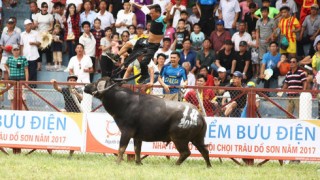 Lễ hội và bạo lực