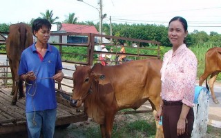 Châu Thành: Trao bò sinh sản cho hộ nghèo