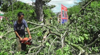 Đốn hàng cây xà cừ trên đường 30/4, thành phố Tây Ninh