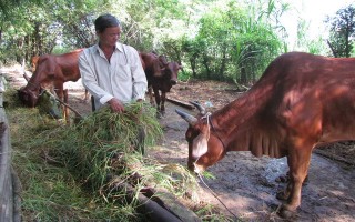 Khá lên nhờ nuôi bò sinh sản