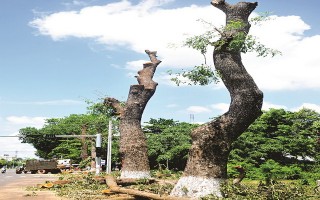 Thanh lý hàng cây xà cừ