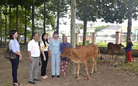 Trao bò sinh sản cho hộ phụ nữ nghèo ở thành phố Tây Ninh