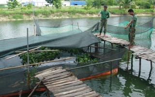 Sư đoàn 5: Phát triển mô hình nuôi cá lóc bè và nuôi ếch