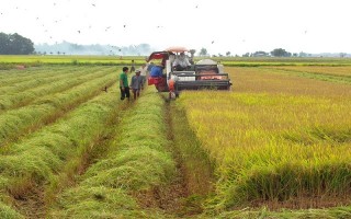 Gò Dầu: Tập trung giữ diện tích đất trồng lúa