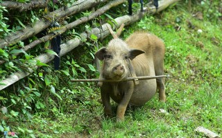 Hang động sâu hàng km chưa có dấu chân du khách ở Mù Cang Chải