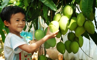 'Dzìa' Đồng Tháp, đi đâu chơi cho vui?