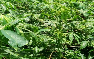 Công bố dịch khảm lá cây mì trên địa bàn Thành phố Tây Ninh