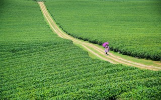 “Viếng thăm” đồi chè độc nhất vô nhị ở Việt Nam