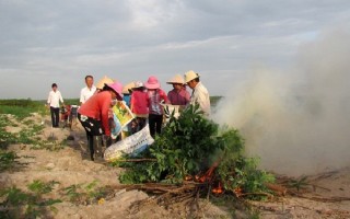 Tân Biên: Tiêu huỷ cây mì bị bệnh khảm lá