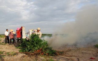 Công bố dịch bệnh khảm lá cây mì ở Gò Dầu và Hoà Thành