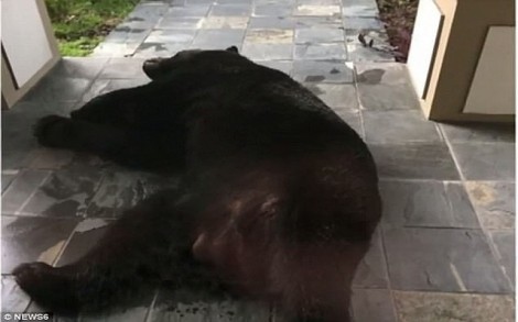 Gia đình hốt hoảng khi thấy con gấu đen ngủ quên trước cửa nhà