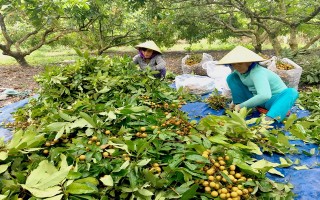 Nhãn rớt giá thê thảm