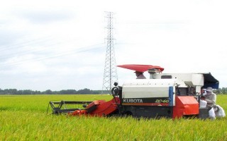 Gò Dầu: Nông dân thu nhập cao nhờ sản xuất lúa giống