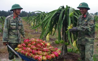 Vườn trái cây sạch của lính