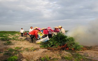 Công bố dịch bệnh khảm lá cây mì ở huyện Dương Minh Châu
