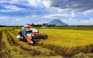 Mô hình cánh đồng lớn chưa “lớn”