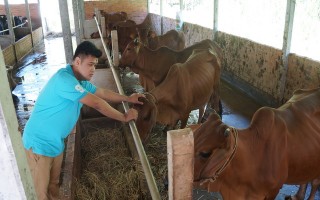 Ban hành chính sách hỗ trợ chăn nuôi nông hộ