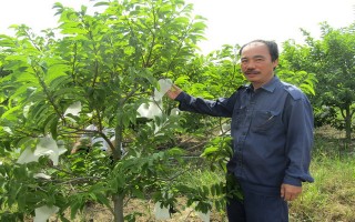TP. Tây Ninh: Triển khai dự án trồng mãng cầu đạt tiêu chuẩn VietGAP
