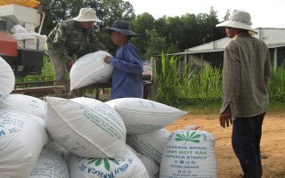 Liên kết doanh nghiệp, ổn định đầu ra cho nông dân trồng lúa